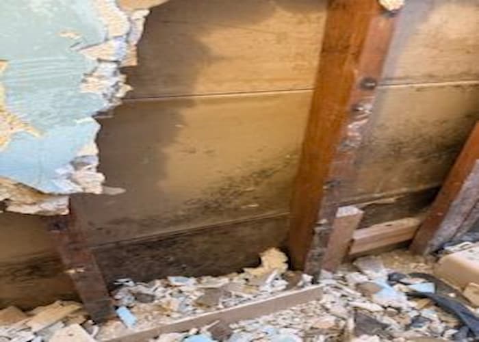 Black mold removal Denver